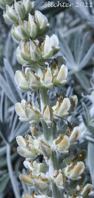 Close-up of a raceme of Velvet Lupine, White-leaved Lupine, Wooly-leaved Lupine, Poison Lupine: Lupinus leucophyllus (Synonyms: Lupinus canescens, Lupinus cyaneus, Lupinus enodatus, Lupinus forslingii, Lupinus holosericeus var. amblyophyllus, Lupinus leucophyllus var. belliae, Lupinus leucophyllus var. canescens, Lupinus leucophyllus ssp. erectus, Lupinus leucophyllus ssp. leucophyllus, Lupinus leucophyllus ssp. leucophyllus var. canescens, Lupinus leucophyllus ssp. leucophyllus var. leucophyllus, Lupinus leucophyllus var. leucophyllus, Lupinus leucophyllus var. plumosus, Lupinus leucophyllus var. retrorsus, Lupinus leucophyllus var. tenuispicus, Lupinus macrostachys, Lupinus plumosus, Lupinus retrorsus)