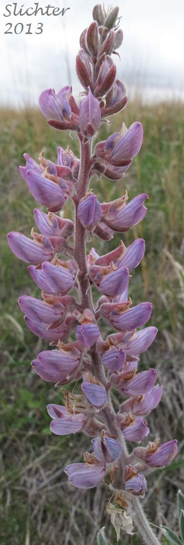Raceme of Velvet Lupine, Woolly-leaved Lupine: Lupinus leucophyllus (Synonyms: Lupinus leucophyllus var. belliae, Lupinus leucophyllus var. canescens, Lupinus leucophyllus ssp. erectus, Lupinus leucophyllus var. leucophyllus, Lupinus leucophyllus ssp. leucophyllus, Lupinus leucophyllus var. tenuispicus)