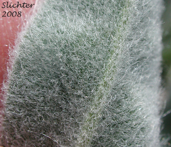 Ventral surface of leaflet of Velvet Lupine, Woolly-leaved Lupine: Lupinus leucophyllus (Synonyms: Lupinus leucophyllus var. belliae, Lupinus leucophyllus var. canescens, Lupinus leucophyllus ssp. erectus, Lupinus leucophyllus var. leucophyllus, Lupinus leucophyllus ssp. leucophyllus, Lupinus leucophyllus var. tenuispicus)