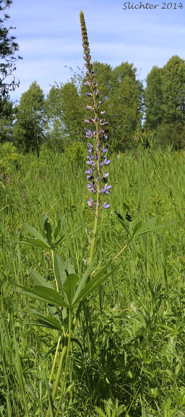 Bigleaf Lupine, Large-leaved Lupine: Lupinus polyphyllus var. polyphyllus (Synonyms: Lupinus matanuskensis, Lupinus polyphyllus ssp. polyphyllus var. polyphyllus, Lupinus pseudopolyphyllus, Lupinus stationis)