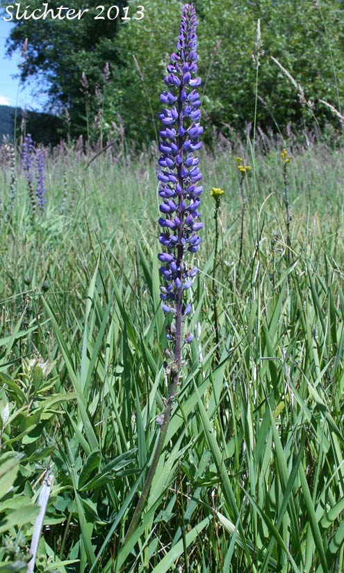 Bigleaf Lupine, Large-leaved Lupine: Lupinus polyphyllus var. polyphyllus (Synonyms: Lupinus matanuskensis, Lupinus polyphyllus ssp. polyphyllus var. polyphyllus, Lupinus pseudopolyphyllus, Lupinus stationis)