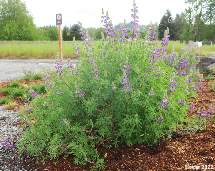 Stream Lupine, Riverbank Lupine, River-bank Lupine: Lupinus rivularis (Synonyms: Lupinus amphibius, Lupinus lignipes, Lupinus rivularis var. latifolius)