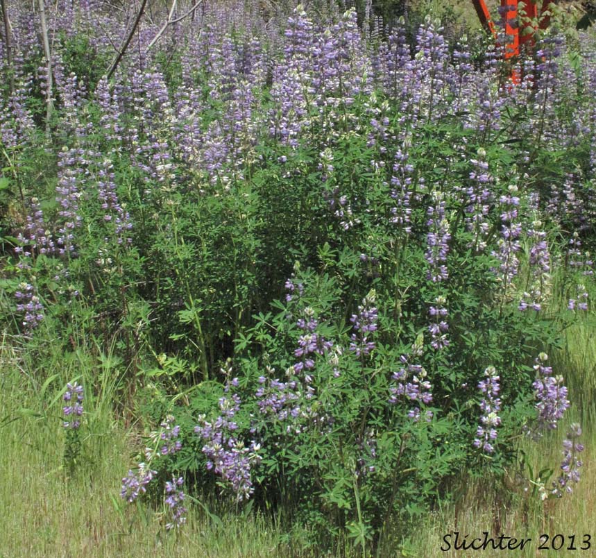 Stream Lupine, Riverbank Lupine, River-bank Lupine: Lupinus rivularis (Synonyms: Lupinus amphibius, Lupinus lignipes, Lupinus rivularis var. latifolius)