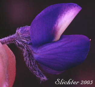 Flower of Meadow Lupine, Rock Lupine, Stony-ground Lupine: Lupinus polyphyllus var. saxosus (Synonyms: Lupinus saxosus, Lupinus saxosus var. saxosus, Lupins saxosus var. subsericeus, Lupinus subsericeus)