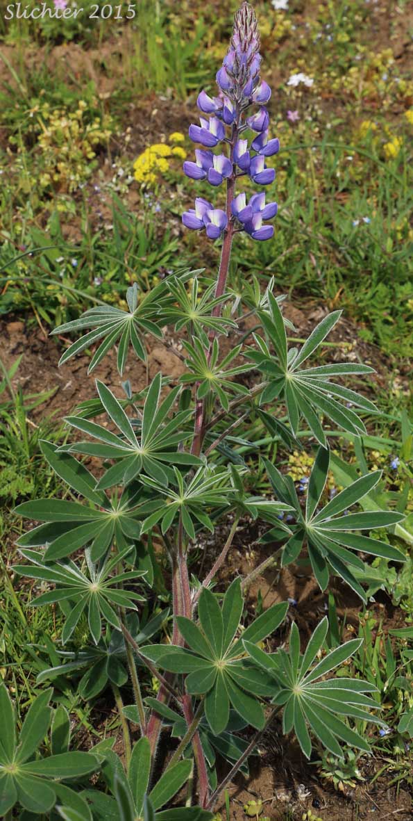Columbia Gorge Broad-leaf Lupine, Suksdorf's Lupine, Thompson's Broad-leaved Lupine: Lupinus latifolius x sericeus var. latifolius (Synonyms: Lupinus latifolius ssp. thompsonianus, Lupinus latifolius var. thompsonianus, Lupinus sericeus ssp. sericeus var. thompsonianus, Lupinus sericeus var. thompsonianus, Lupinus suksdorfii)