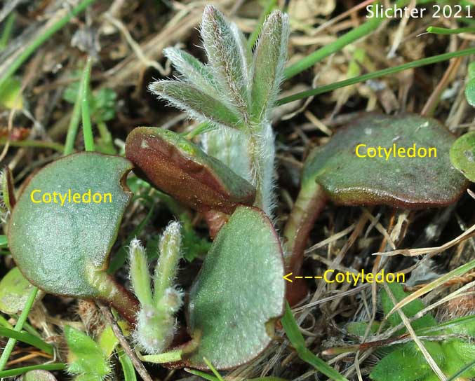Cotyledons of Columbia Gorge Broad-leaf Lupine, Suksdorf's Lupine, Thompson's Broad-leaved Lupine: Lupinus latifolius x sericeus var. latifolius (Synonyms: Lupinus latifolius ssp. thompsonianus, Lupinus latifolius var. thompsonianus, Lupinus sericeus ssp. sericeus var. thompsonianus, Lupinus sericeus var. thompsonianus, Lupinus suksdorfii)