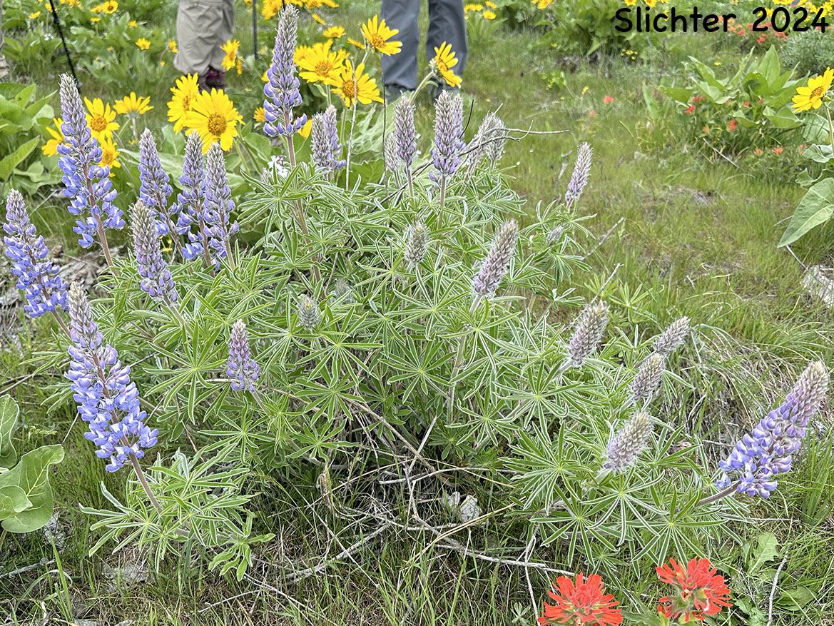 Columbia Gorge Broad-leaf Lupine, Suksdorf's Lupine, Thompson's Broad-leaved Lupine: Lupinus latifolius x sericeus var. latifolius (Synonyms: Lupinus latifolius ssp. thompsonianus, Lupinus latifolius var. thompsonianus, Lupinus sericeus ssp. sericeus var. thompsonianus, Lupinus sericeus var. thompsonianus, Lupinus suksdorfii)