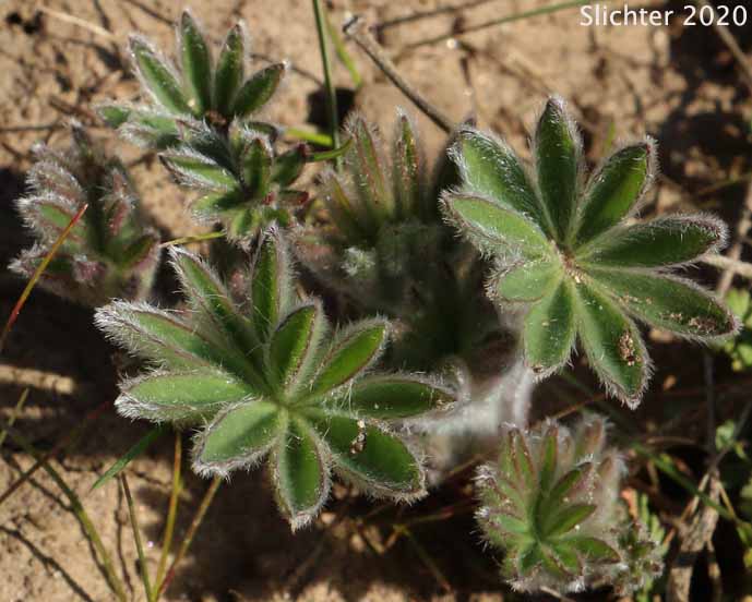 Leaves of Columbia Gorge Broad-leaf Lupine, Suksdorf's Lupine, Thompson's Broad-leaved Lupine: Lupinus latifolius x sericeus var. latifolius (Synonyms: Lupinus latifolius ssp. thompsonianus, Lupinus latifolius var. thompsonianus, Lupinus sericeus ssp. sericeus var. thompsonianus, Lupinus sericeus var. thompsonianus, Lupinus suksdorfii)
