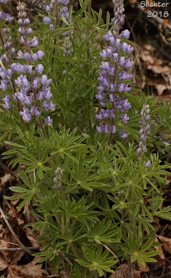 Columbia Gorge Broad-leaf Lupine, Suksdorf's Lupine, Thompson's Broad-leaved Lupine: Lupinus latifolius x sericeus var. latifolius (Synonyms: Lupinus latifolius ssp. thompsonianus, Lupinus latifolius var. thompsonianus, Lupinus sericeus ssp. sericeus var. thompsonianus, Lupinus sericeus var. thompsonianus, Lupinus suksdorfii)