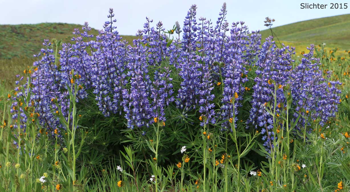 Columbia Gorge Broad-leaf Lupine, Suksdorf's Lupine, Thompson's Broad-leaved Lupine: Lupinus latifolius x sericeus var. latifolius (Synonyms: Lupinus latifolius ssp. thompsonianus, Lupinus latifolius var. thompsonianus, Lupinus sericeus ssp. sericeus var. thompsonianus, Lupinus sericeus var. thompsonianus, Lupinus suksdorfii)