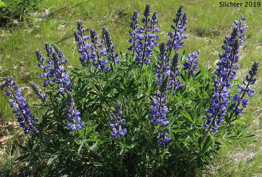 Columbia Gorge Broad-leaf Lupine, Suksdorf's Lupine, Thompson's Broad-leaved Lupine: Lupinus latifolius x sericeus var. latifolius (Synonyms: Lupinus latifolius ssp. thompsonianus, Lupinus latifolius var. thompsonianus, Lupinus sericeus ssp. sericeus var. thompsonianus, Lupinus sericeus var. thompsonianus, Lupinus suksdorfii)
