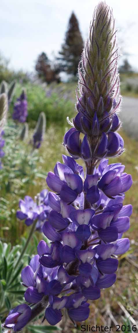 Inflorescence of Columbia Gorge Broad-leaf Lupine, Suksdorf's Lupine, Thompson's Broad-leaved Lupine: Lupinus latifolius x sericeus var. latifolius (Synonyms: Lupinus latifolius ssp. thompsonianus, Lupinus latifolius var. thompsonianus, Lupinus sericeus ssp. sericeus var. thompsonianus, Lupinus sericeus var. thompsonianus, Lupinus suksdorfii)