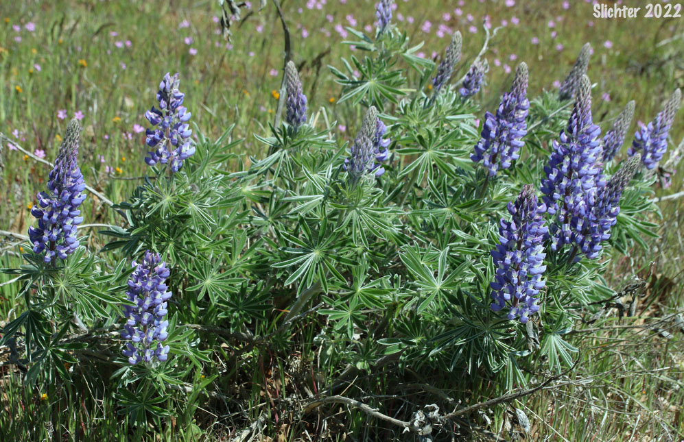 Columbia Gorge Broad-leaf Lupine, Suksdorf's Lupine, Thompson's Broad-leaved Lupine: Lupinus latifolius x sericeus var. latifolius (Synonyms: Lupinus latifolius ssp. thompsonianus, Lupinus latifolius var. thompsonianus, Lupinus sericeus ssp. sericeus var. thompsonianus, Lupinus sericeus var. thompsonianus, Lupinus suksdorfii)