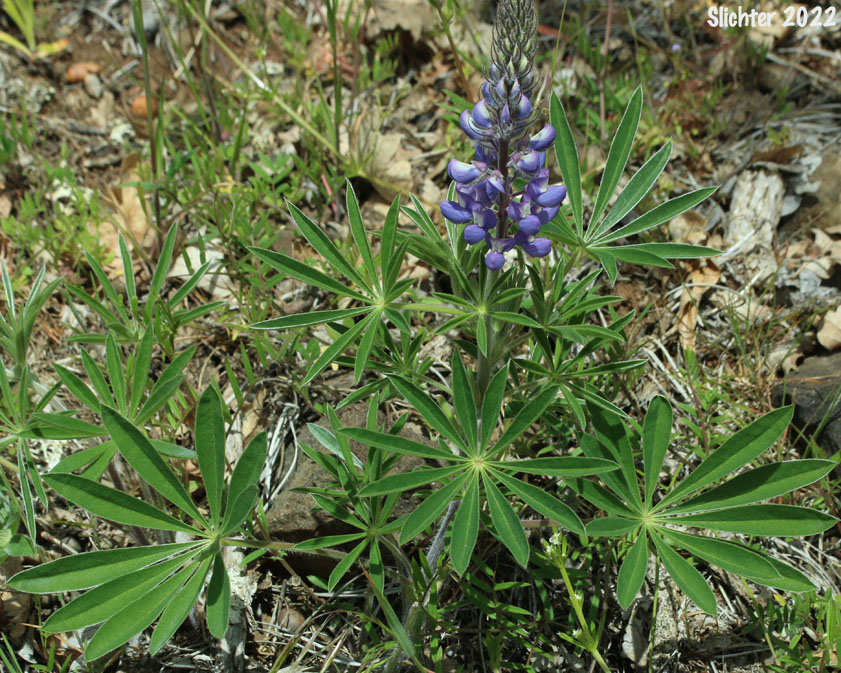 Columbia Gorge Broad-leaf Lupine, Suksdorf's Lupine, Thompson's Broad-leaved Lupine: Lupinus latifolius x sericeus var. latifolius (Synonyms: Lupinus latifolius ssp. thompsonianus, Lupinus latifolius var. thompsonianus, Lupinus sericeus ssp. sericeus var. thompsonianus, Lupinus sericeus var. thompsonianus, Lupinus suksdorfii)