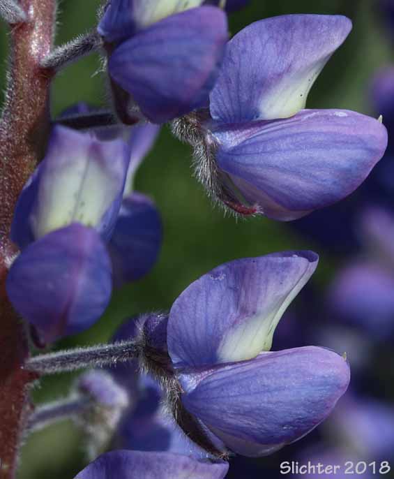 Columbia Gorge Broad-leaf Lupine, Suksdorf's Lupine, Thompson's Broad-leaved Lupine: Lupinus latifolius x sericeus var. latifolius (Synonyms: Lupinus latifolius ssp. thompsonianus, Lupinus latifolius var. thompsonianus, Lupinus sericeus ssp. sericeus var. thompsonianus, Lupinus sericeus var. thompsonianus, Lupinus suksdorfii)