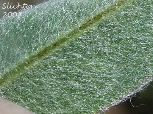 Ventral leaflet surface of Columbia Gorge Broad-leaf Lupine, Suksdorf's Lupine, Thompson's Broad-leaved Lupine: Lupinus latifolius x sericeus var. latifolius (Synonyms: Lupinus latifolius ssp. thompsonianus, Lupinus latifolius var. thompsonianus, Lupinus sericeus ssp. sericeus var. thompsonianus, Lupinus sericeus var. thompsonianus, Lupinus suksdorfii)