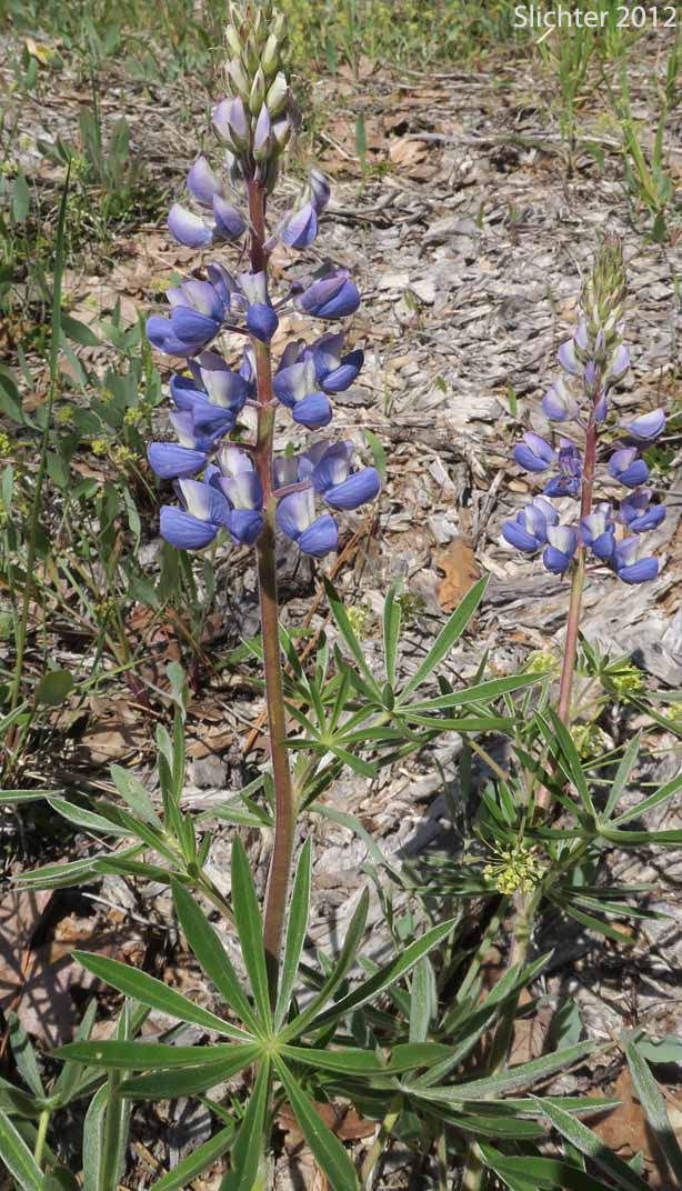 Wyeth's Lupine, Biddle's Lupine: Lupinus wyethii (Synonyms: Lupinus biddlei, Lupinus wyethii ssp. wyethii)