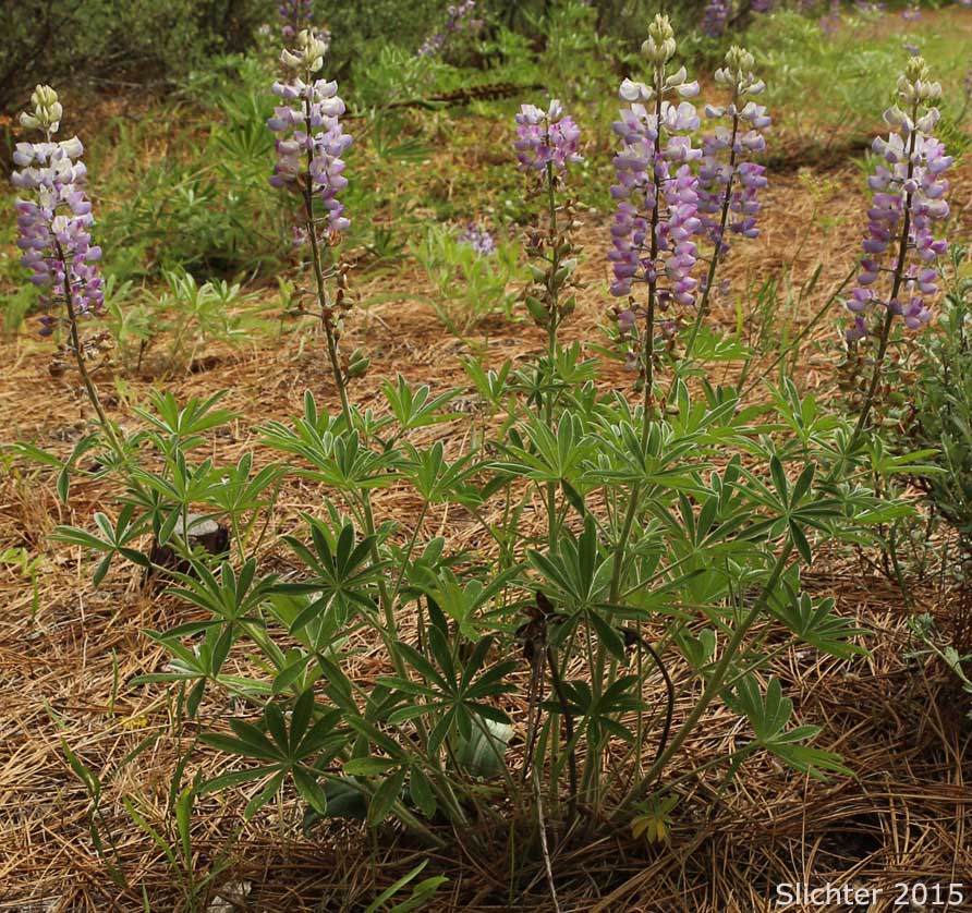 Wyeth's Lupine, Biddle's Lupine: Lupinus wyethii (Synonyms: Lupinus biddlei, Lupinus wyethii ssp. wyethii)
