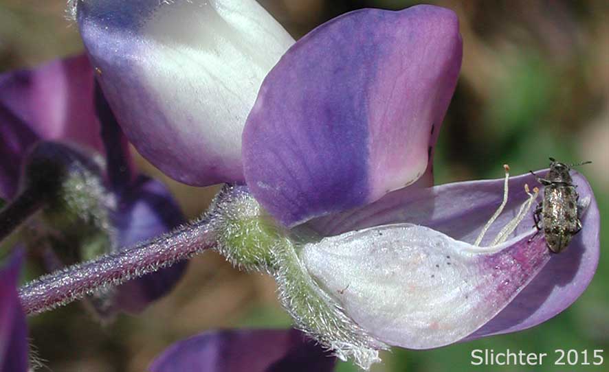 Keel petal of Wyeth's Lupine, Biddle's Lupine: Lupinus wyethii (Synonyms: Lupinus biddlei, Lupinus wyethii ssp. wyethii)
