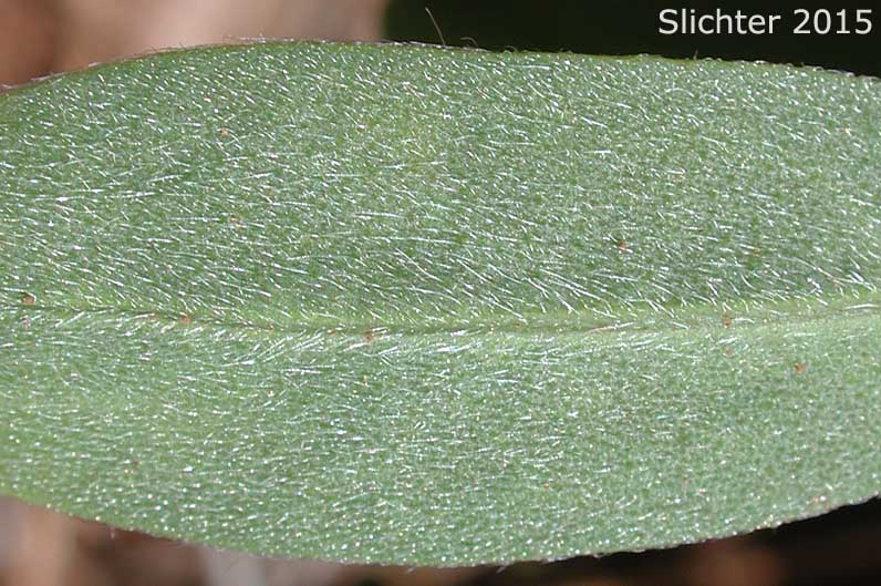 Lower leaflet surface of Wyeth's Lupine, Biddle's Lupine: Lupinus wyethii (Synonyms: Lupinus biddlei, Lupinus wyethii ssp. wyethii)