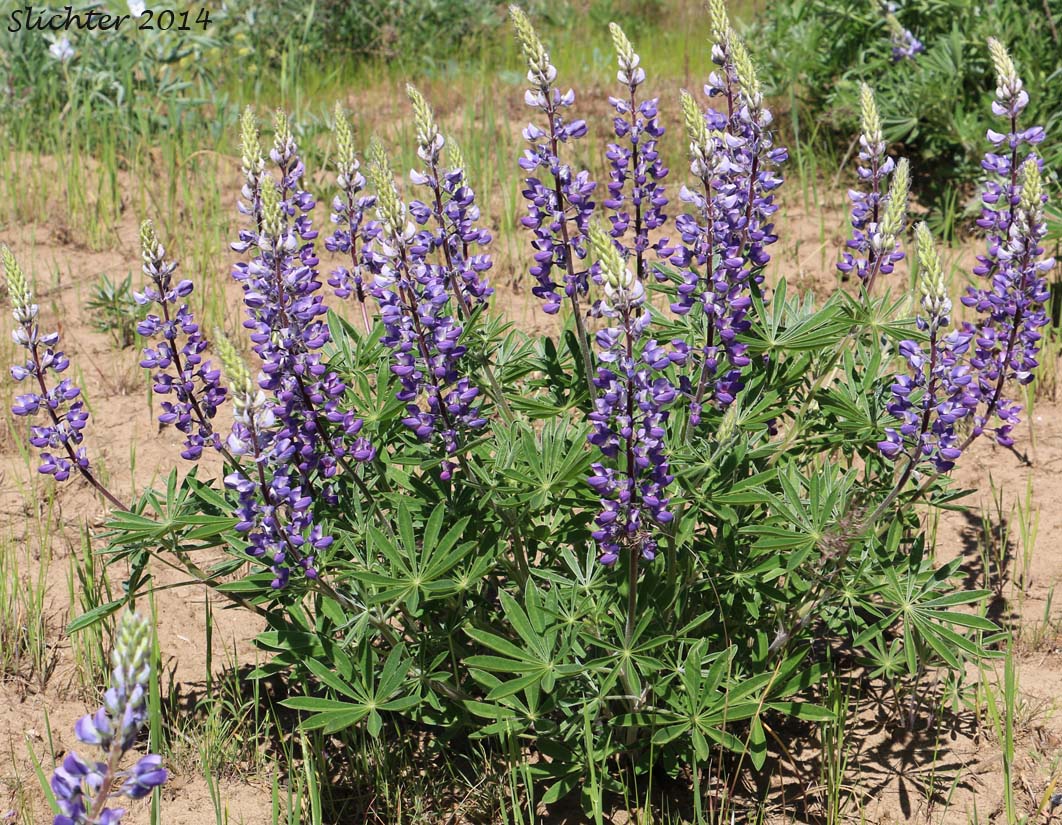 Wyeth's Lupine, Biddle's Lupine: Lupinus wyethii (Synonyms: Lupinus biddlei, Lupinus wyethii ssp. wyethii)