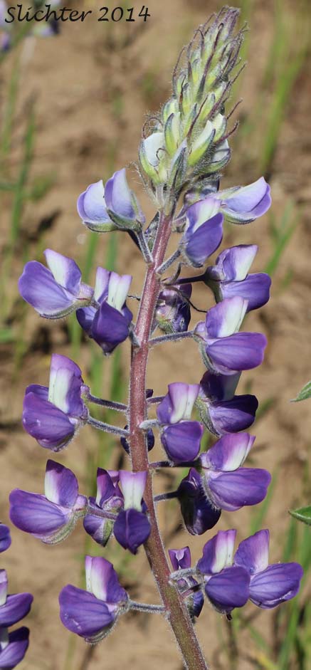Raceme of Wyeth's Lupine, Biddle's Lupine: Lupinus wyethii (Synonyms: Lupinus biddlei, Lupinus wyethii ssp. wyethii)
