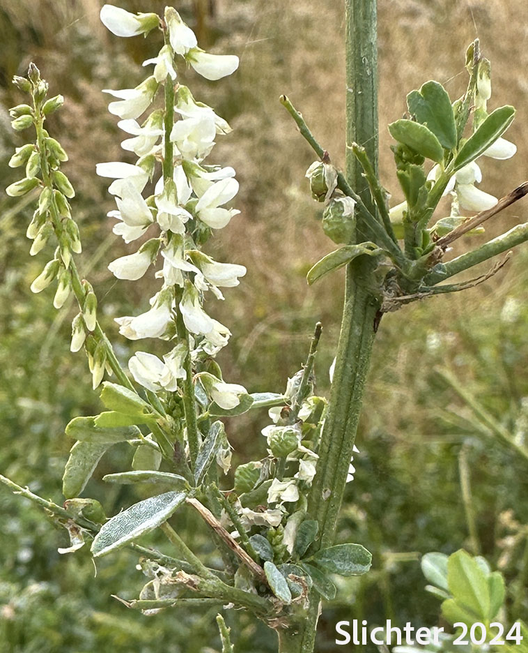 White Melilot, White Sweetclover, White Sweet-clover: Melilotus albus (Synonyms: Melilotus alba, Melilotus albus var. annuus, Melilotus officinalis var. alba)