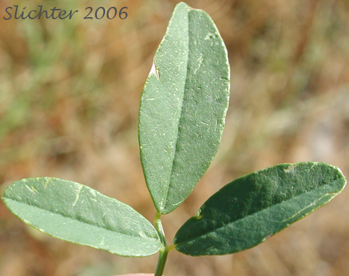 Trifoliate leaf of White Melilot, White Sweetclover, White Sweet-clover: Melilotus albus (Synonyms: Melilotus alba, Melilotus albus var. annuus, Melilotus officinalis var. alba)