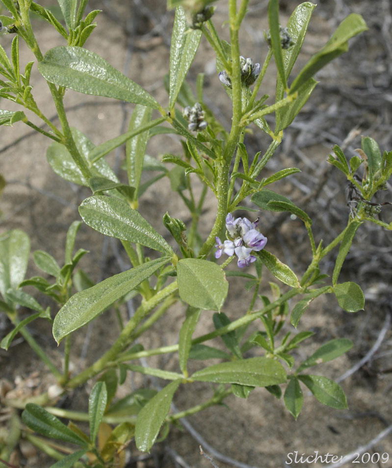 Dune Surfpea, Lanceleaf Scurfpea, Lanceleaf Scurf-pea, Lance-leaf Scurfpea, Lance-leaf Scurf-pea, Lemon Scurfpea, Wild Lemonweed: Ladeania lanceolata (Synonyms: Psoralea lanceolata, Psoralea lanceolata ssp. lanceolata, Psoralea lanceolata ssp. scabra, Psoralea lanceolata var. purshii, Psoralea lanceolata var. stenophylla, Psoralea lanceolata var. stenostachys, Psoralea scabra, Psoralea stenostachys, Psoralidium lanceolatum, Psoralidium lanceolatum var. stenophyllum, Psoralidium lanceolatum var. stenostachys, Psoralidium stenophyllum)