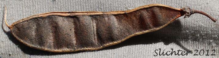 Seed pod of Black Locust, Robinia: Robinia pseudoacacia (Synonyms: Robinia pseudo-acacia, Robinia pseudoacacia var. pyramidalis, Robinia pseudoacacia var. rectissima)