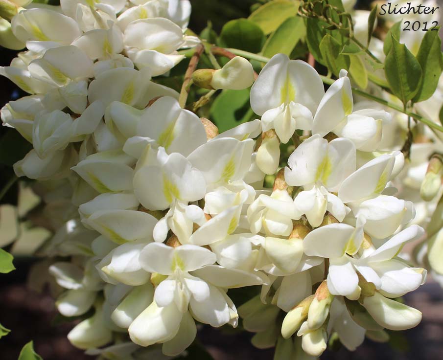 Inflorescence of Black Locust, Robinia: Robinia pseudoacacia (Synonyms: Robinia pseudo-acacia, Robinia pseudoacacia var. pyramidalis, Robinia pseudoacacia var. rectissima)