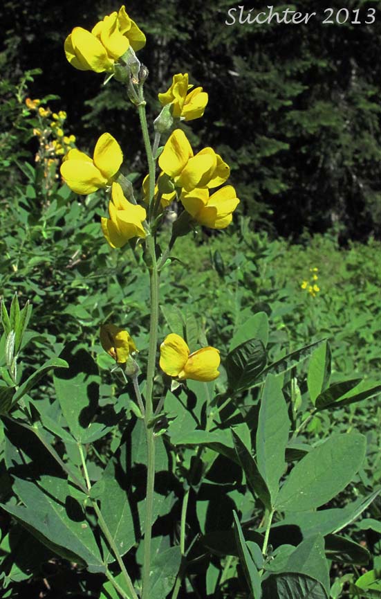 Common Thermopsis, Golden Pea, Hitchcock's Thermopsis, Mountain Golden-banner, Mountain Thermopsis, Slender Golden-banner: Thermopsis montana var. ovata (Synonyms: Thermopsis gracilis var. ovata, Thermopsis macrophylla, Thermopsis macrophylla var. hitchcockii, Thermopsis montana var. hitchcockii, Thermopsis montana var. ovata, Thermopsis rhombifolia var. ovata)