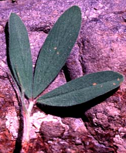 Trifoliate stem leaves of Hare's Foot, Rabbitfoot Clover, Rabbit-foot Clover: Trifolium arvense