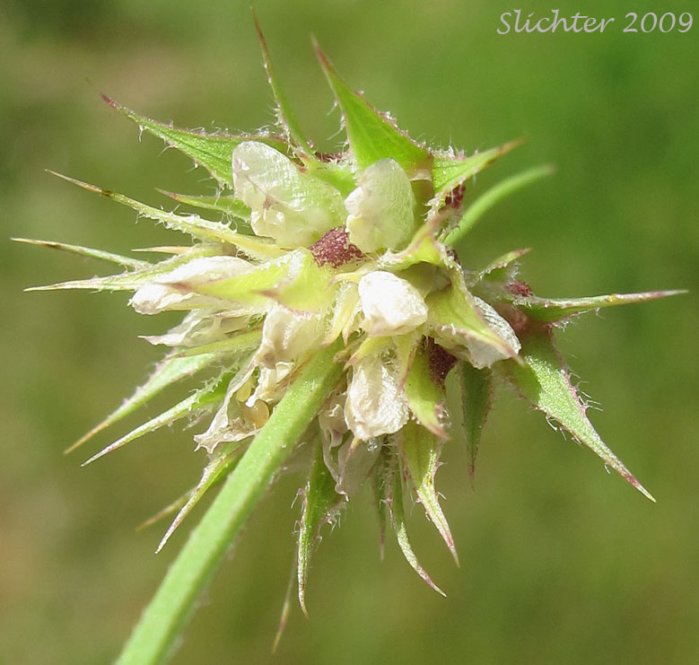 Inflorescence of Foothill Clover, Tree Clover: Trifolium ciliolatum
