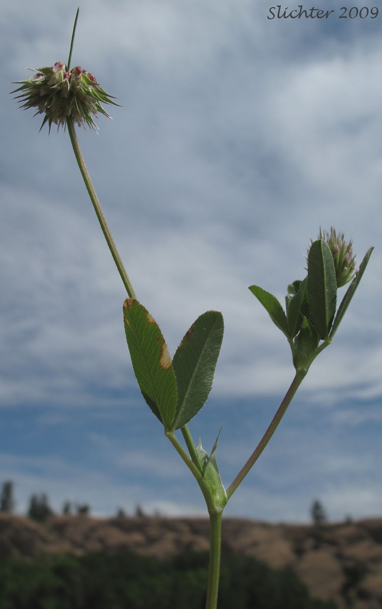 Foothill Clover, Tree Clover: Trifolium ciliolatum
