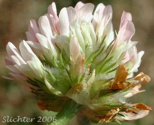 Close-up sideview of the inflorescence of Strawberry Clover: Trifolium fragiferum (Synonym: Trifolium fragiferum ssp. bonannii)
