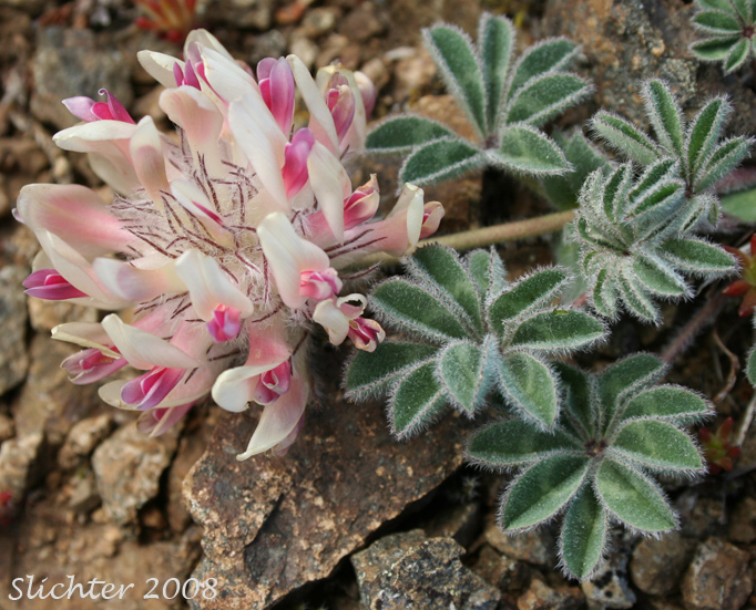 Big-head Clover, Big-headed Clover, Large-head Clover: Trifolium macrocephalum (Synonyms: Lupinaster macrocephalus, Trifolium macrocephalum var. caeruleomontanum)
