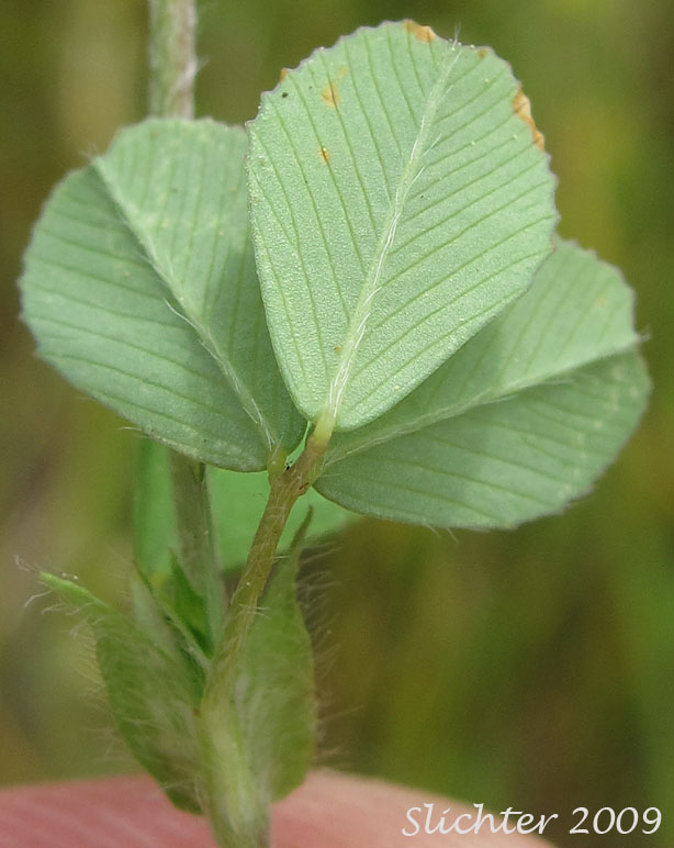 Trifoliate leaf of Field Clover, Hop Clover: Trifolium campestre (Synonym: Trifolium procumbens)