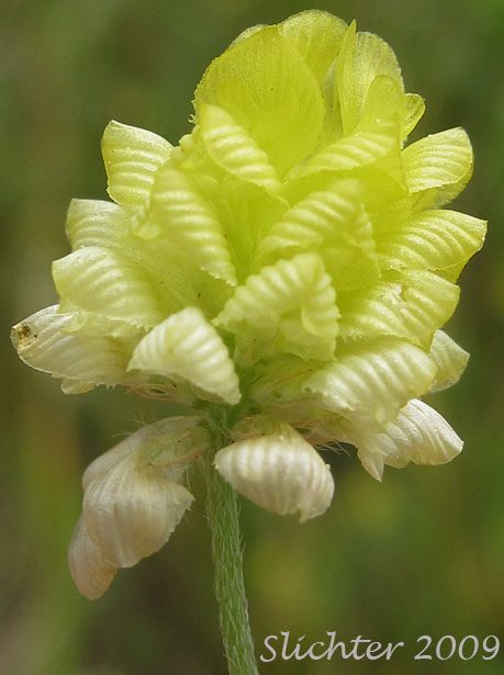 Inflorescence of Field Clover, Hop Clover: Trifolium campestre (Synonym: Trifolium procumbens)