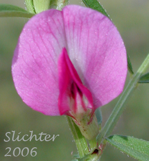 Close-up frontal view of the corolla of Common Vetch, Garden Vetch, Smaller Common Vetch, Tare: Vicia sativa Vicia sativa var. sativa (Synonyms: Vicia sativa ssp. sativa, Vicia sativa var. linearis)