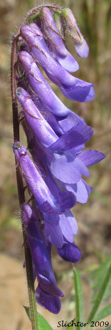 Inflorescence of Annual Cow Vetch, Fodder Vetch, Hairy Vetch, Winter Vetch: Vicia villosa (Synonym: Vicia villosa ssp. villosa)