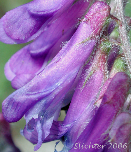 Inflorescence of Annual Cow Vetch, Fodder Vetch, Hairy Vetch, Winter Vetch: Vicia villosa (Synonym: Vicia villosa ssp. villosa)