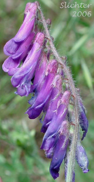 Inflorescence of Annual Cow Vetch, Fodder Vetch, Hairy Vetch, Winter Vetch: Vicia villosa (Synonym: Vicia villosa ssp. villosa)