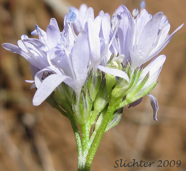 Inflorescence of Bluehead Gilia, Bluefield Gilia, Globe Gilia: Gilia capitata ssp. capitata