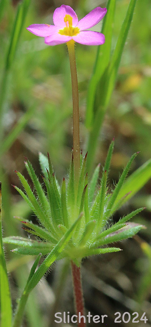 Baby Stars, Bicolored Linanthus, True Babystars: Leptosiphon bicolor (Synonyms: Linanthus bicolor, Linanthus bicolor ssp. bicolor, Linanthus bicolor var. bicolor, Linanthus bicolor ssp. minimus, Linanthus bicolor var. minimus)