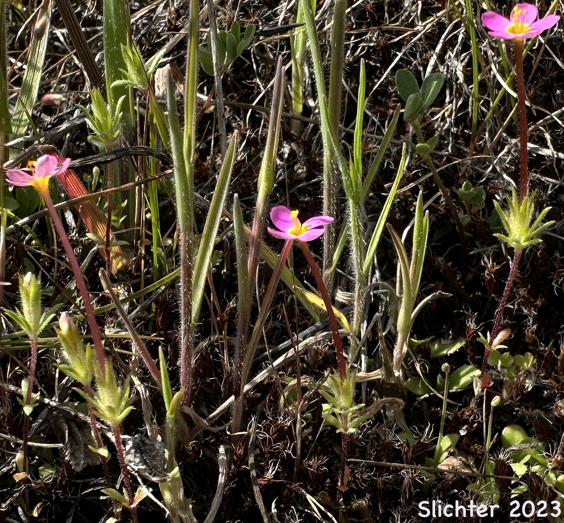 Baby Stars, Bicolored Linanthus, True Babystars: Leptosiphon bicolor (Synonyms: Linanthus bicolor, Linanthus bicolor ssp. bicolor, Linanthus bicolor var. bicolor, Linanthus bicolor ssp. minimus, Linanthus bicolor var. minimus)