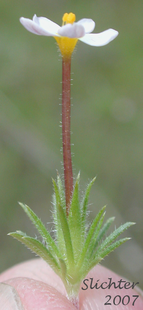 Long corolla tube of Baby Stars, Bicolored Linanthus, True Babystars: Leptosiphon bicolor (Synonyms: Linanthus bicolor, Linanthus bicolor ssp. bicolor, Linanthus bicolor var. bicolor, Linanthus bicolor ssp. minimus, Linanthus bicolor var. minimus)