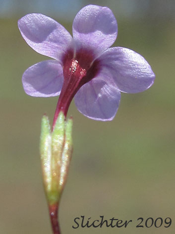 Baker's Babystars, Bolander's Desert-trumpets, Bolander's Linanthus: Leptosiphon bolanderi (Synonym: Linanthus bakeri)