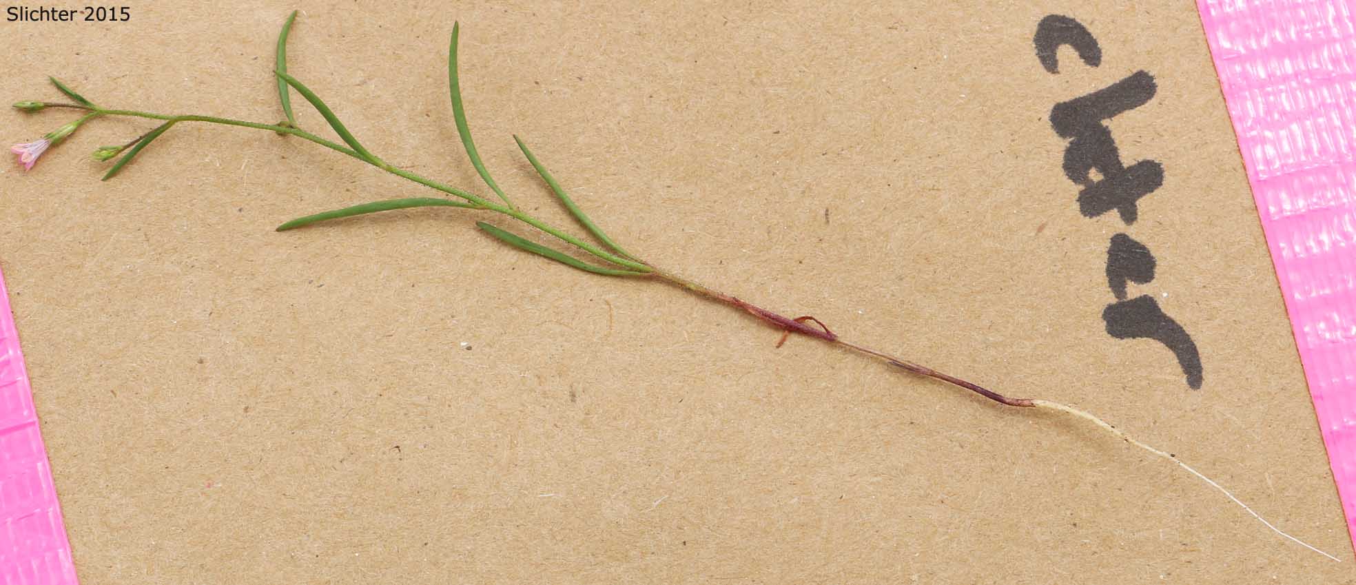 Smooth-leaved Gilia: Navarretia capillaris (Synonym: Gilia capillaris)