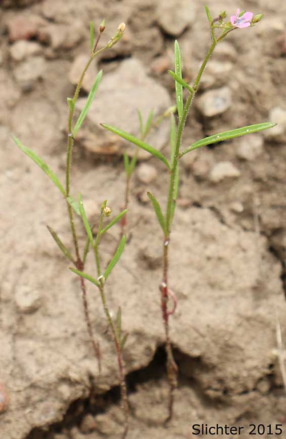Smooth-leaved Gilia: Navarretia capillaris (Synonym: Gilia capillaris)